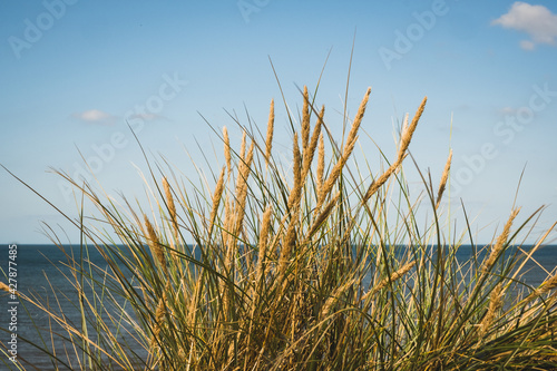 Wallpaper Mural Grasses on sand dunes next to the sea Torontodigital.ca