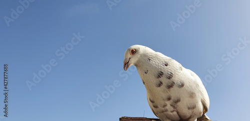 Bonn Germany April 2021 white albino pigeon sits on the roof and interacts trustingly     photo