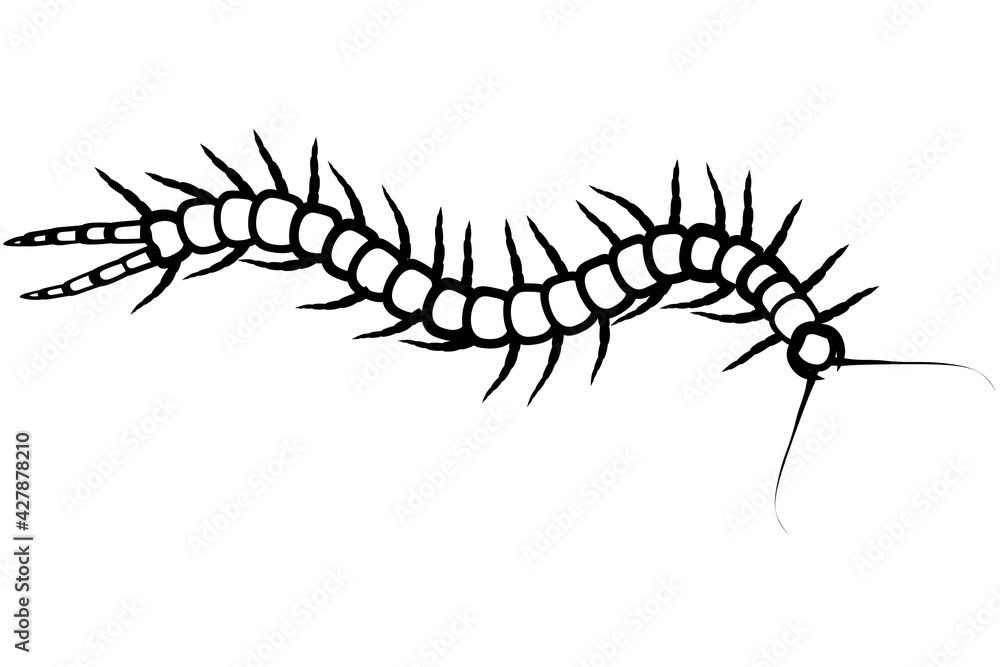 Black and white drawing of centipede. Scolopendra is crawling. Vector illustration