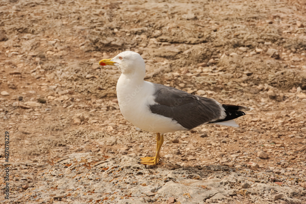 seagull standing on sandy ground seagull standing on sandy ground