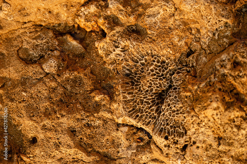 Texture of yellow rocky rock with imprint from coral and seashells. Natural background