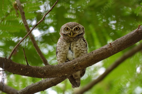 Spotted Owlet. Yellow eyes, wide eyebrows and white face, dark gray face, dark gray head and upper body. Scattered white spots Chest and flanks with dark gray and white stripes.