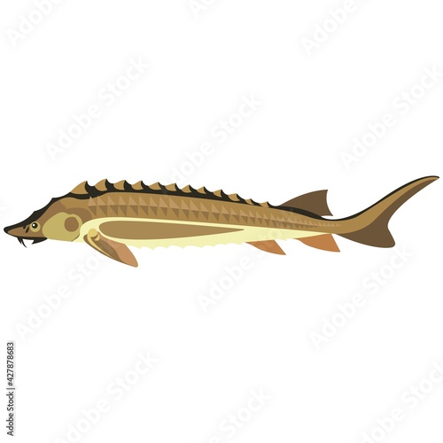 Vector rare sturgeon fish freshwater species illustration