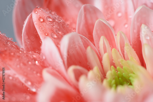 Coral chrysanthemum close up