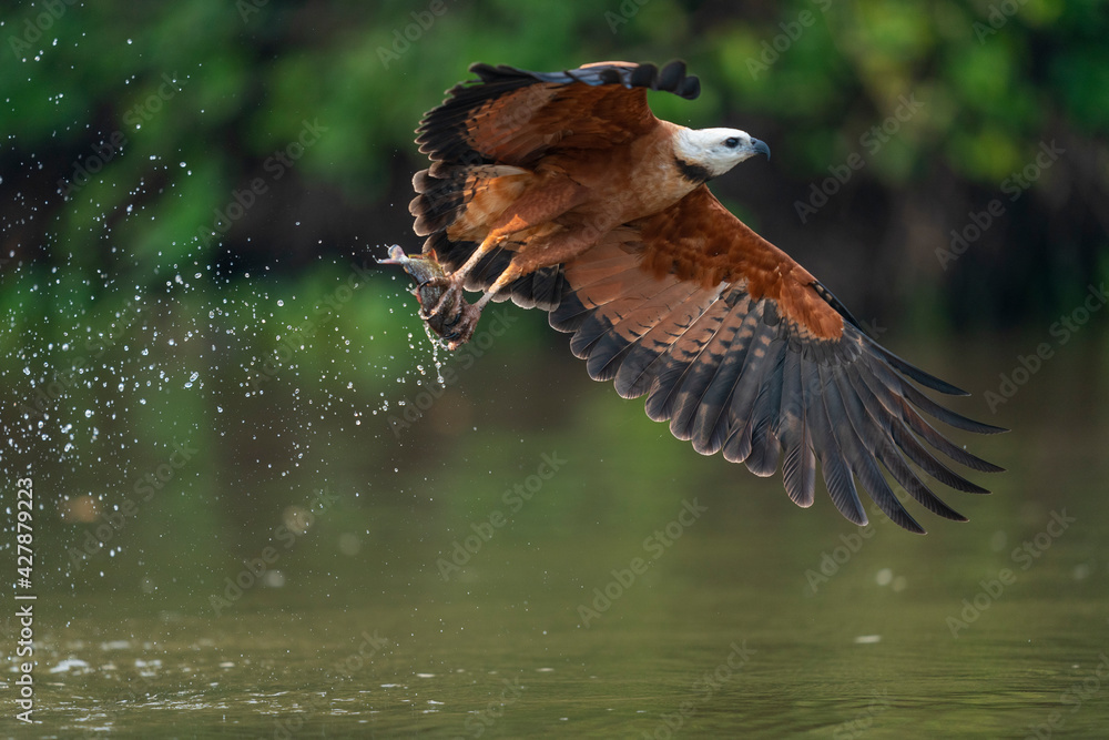 Fototapeta premium Black-collared Hawk (Busarellus nigricollis)