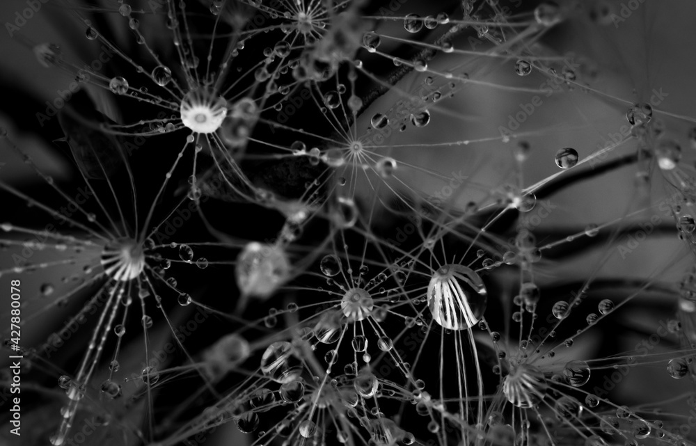 Obraz premium spider web with dew drops