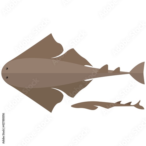 Angel shark vector illustration on white background