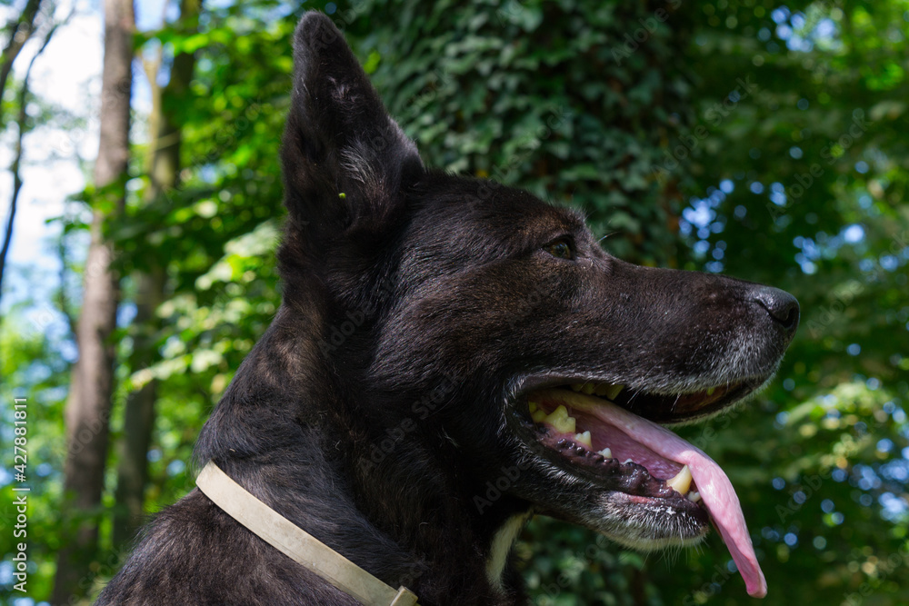 black dog on a background of forest