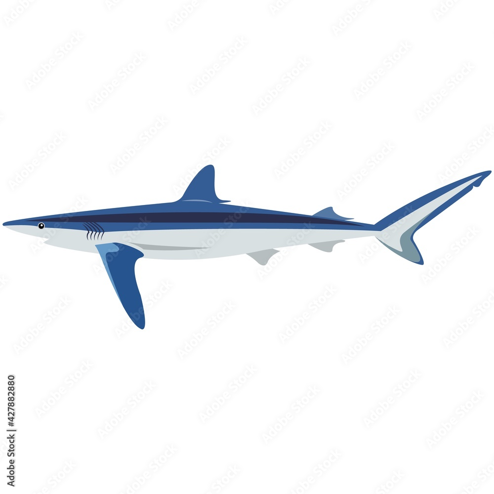 Vector blue shark illustration isolated on white