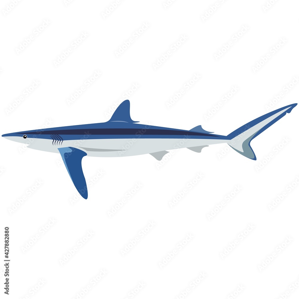 Vector blue shark illustration isolated on white Vector blue shark illustration isolated on white