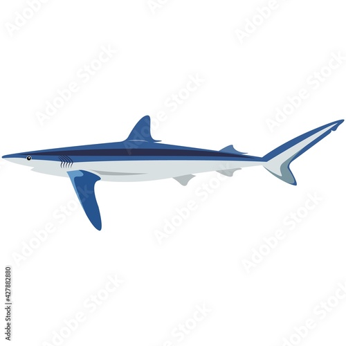 Vector blue shark illustration isolated on white