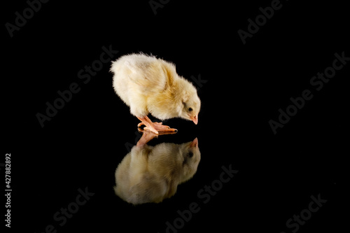 Küken 