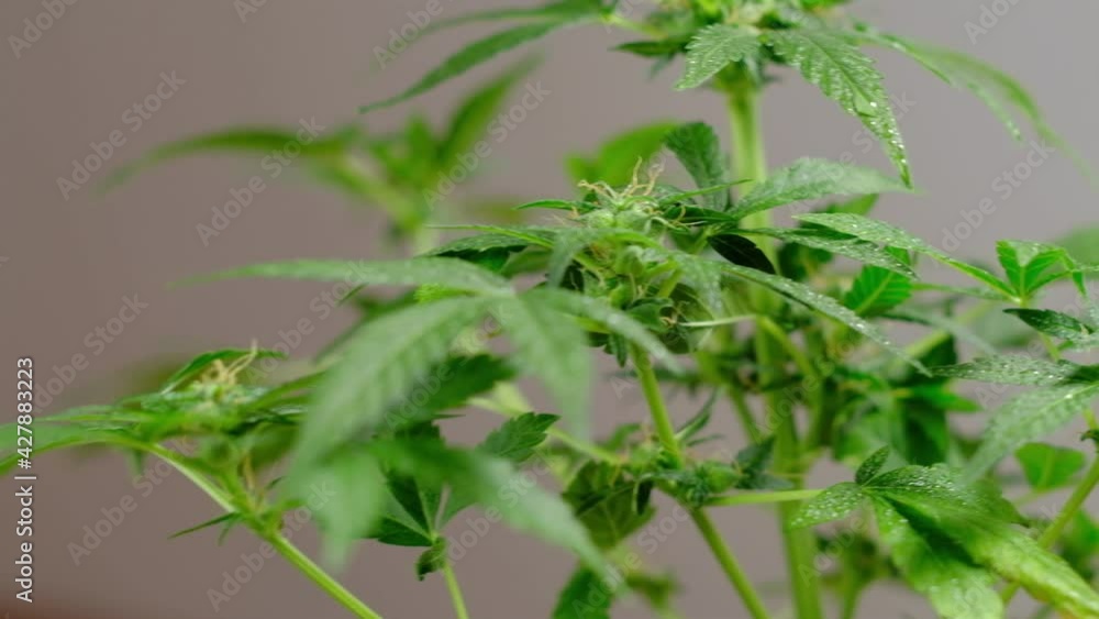 Green young medical cannabis female plant leaf develops in the wind plant marijuana naturally Green young medical cannabis female plant leaf develops in the wind plant marijuana naturally