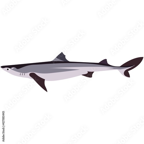 Vector piked dogfish shark illustration isolated on white