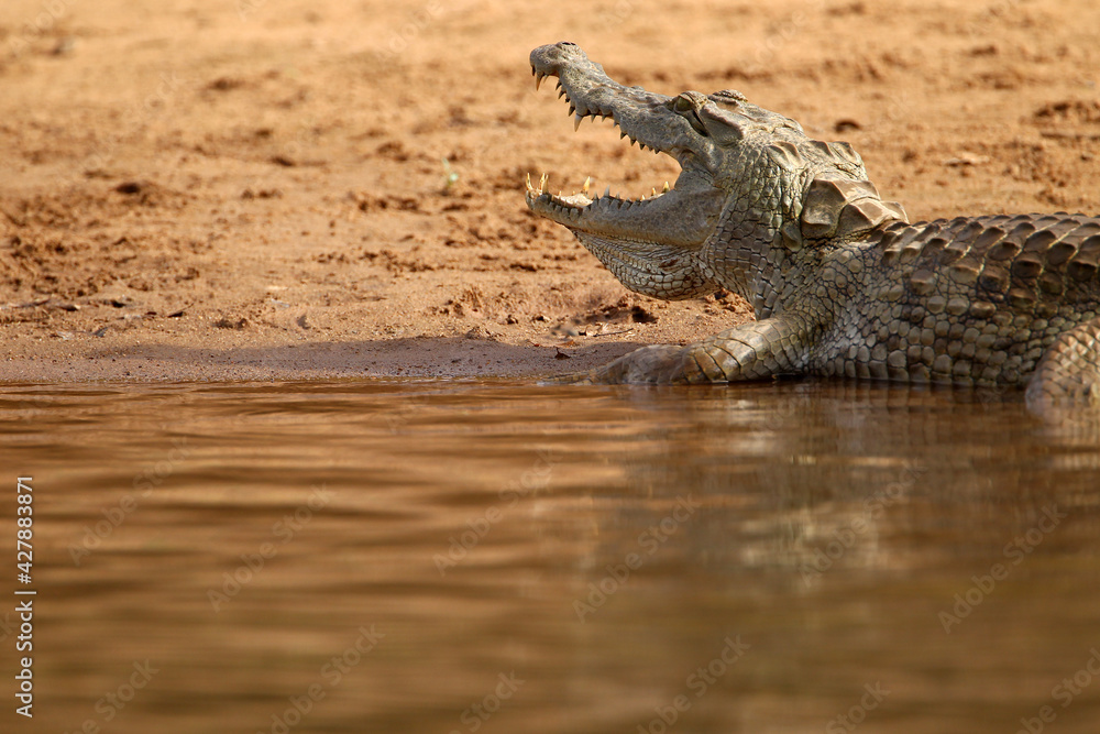 Fototapeta premium crocodile du nil - Nile crocodile