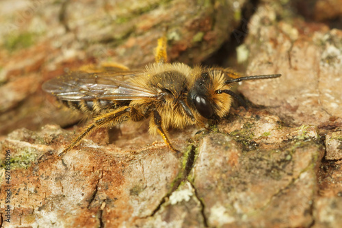 Closeup on a male yellow legged mining bee, Andrena flavipes on wood © Henk