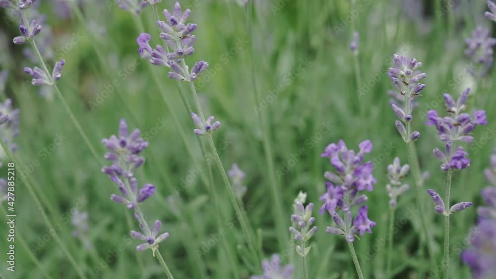 Lavender flowers close-up. Beautiful blooming lavender flowers swaying in the wind. Lavender flowers close-up. Beautiful blooming lavender flowers swaying in the wind.