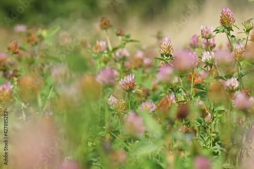 An aggregation of flowers of red clover, Trifolium pratense , in the field