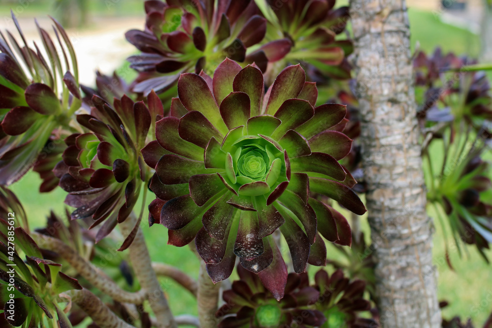 Aeonium arboreum atropurpureum Aeonium arboreum atropurpureum