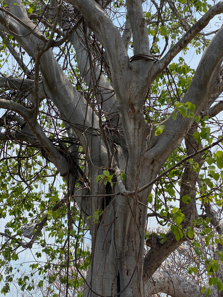 Fototapeta premium tree in the park
