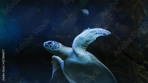 Green Sea Turtle in the town Oceanarium.