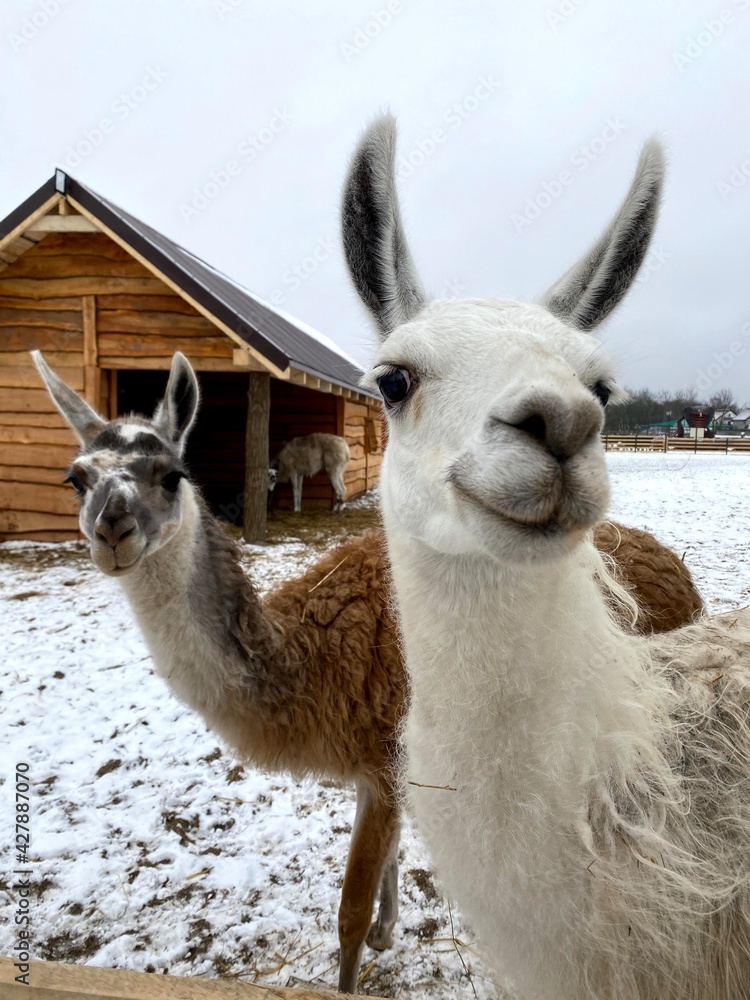 Obraz premium Portrait of an cute smily alpaca, sheared lama head close up