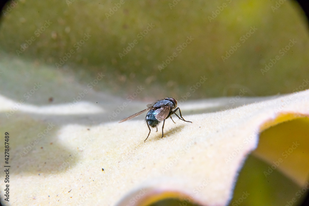 Common house fly in habitable environments Located in an open space open 