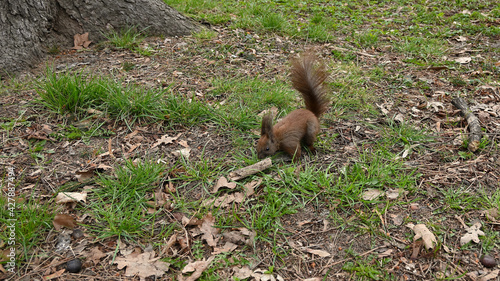Squirrel, our husband,tree, park, ore, 