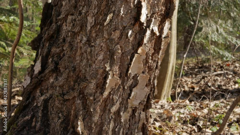 birch sap dripping in the sunny spring day. close up birch sap dripping in the sunny spring day. close up