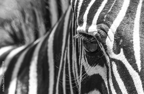Extreme close-up of a Plains Zebra s eye and stripes in black and white  Greater Kruger. 