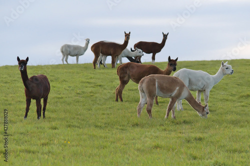 A herd of grazing llamas 