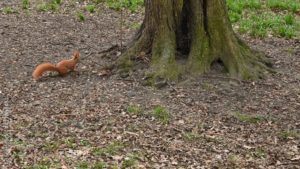Squirrel, our husband,tree, park, ore, Squirrel, our husband,tree, park, ore,