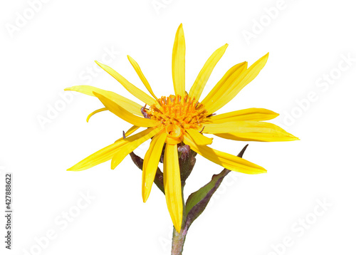Yellow flower (Ligularia juluensis)
