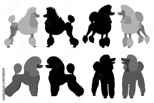 Poodle with different haircuts. Flat design and silhouette. Vector illustration on white background.