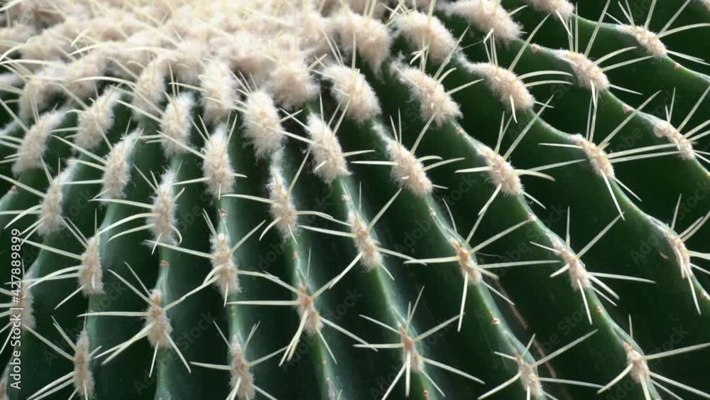 Cactus close-up. Cactus flower thorns and tropical succulent plant surface rotate Cactus close-up. Cactus flower thorns and tropical succulent plant surface rotate