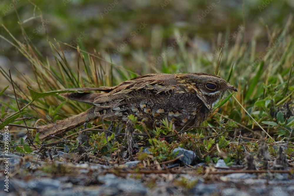 Indian Nightjar Much smaller The white stripes on the wings and tail are slightly smaller. The white spots on the neck are quite round. Indian Nightjar Much smaller The white stripes on the wings and tail are slightly smaller. The white spots on the neck are quite round.