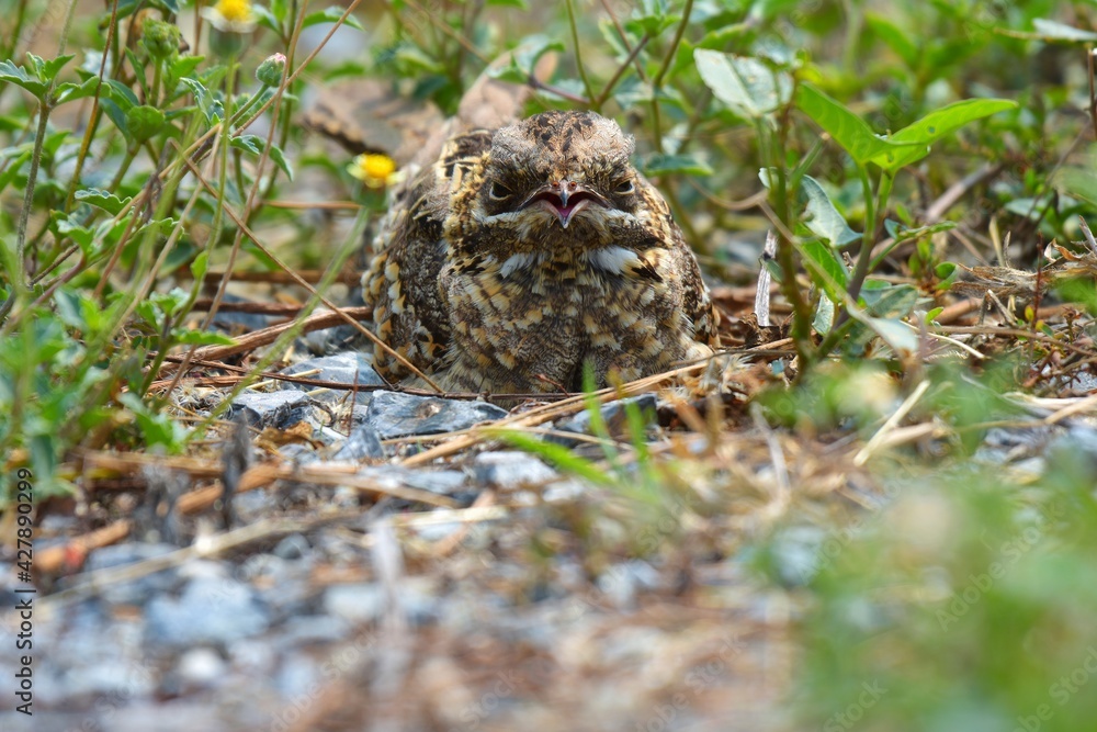 Indian Nightjar Much smaller The white stripes on the wings and tail are slightly smaller. The white spots on the neck are quite round.