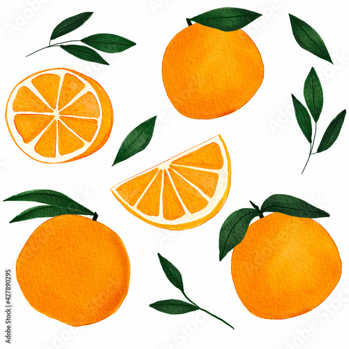 Hand drawn watercolor orange citrus fruit and leaves collection photo