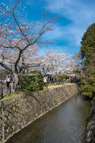 京都 哲学の道の桜と春景色