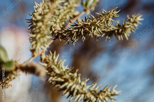 Young leaves on a tree. Nature in spring