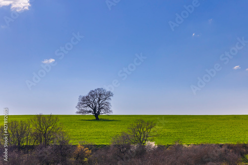 A lonely oak tree standing ...