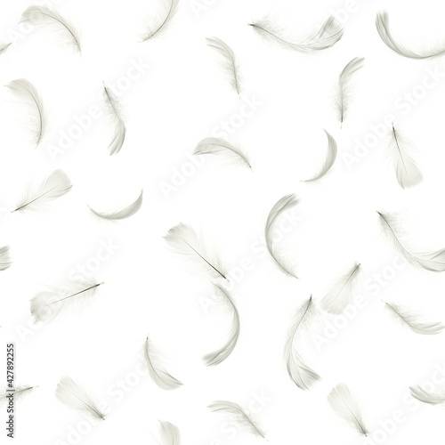 Feather isolated. Abstract bird feather texture closeup falling on white background in seamless pattern photography. Concept of sensitivity responsiveness to nature.