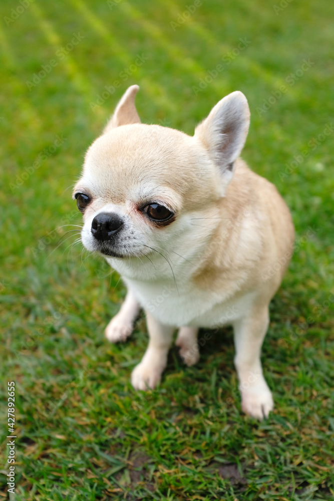 The dog is waiting for the owner on the street. Smooth Chihuahua dog for a walk. Fawn Chihuahua on green grass. The dog is sitting on the lawn. The dog is waiting for the owner on the street. Smooth Chihuahua dog for a walk. Fawn Chihuahua on green grass. The dog is sitting on the lawn.