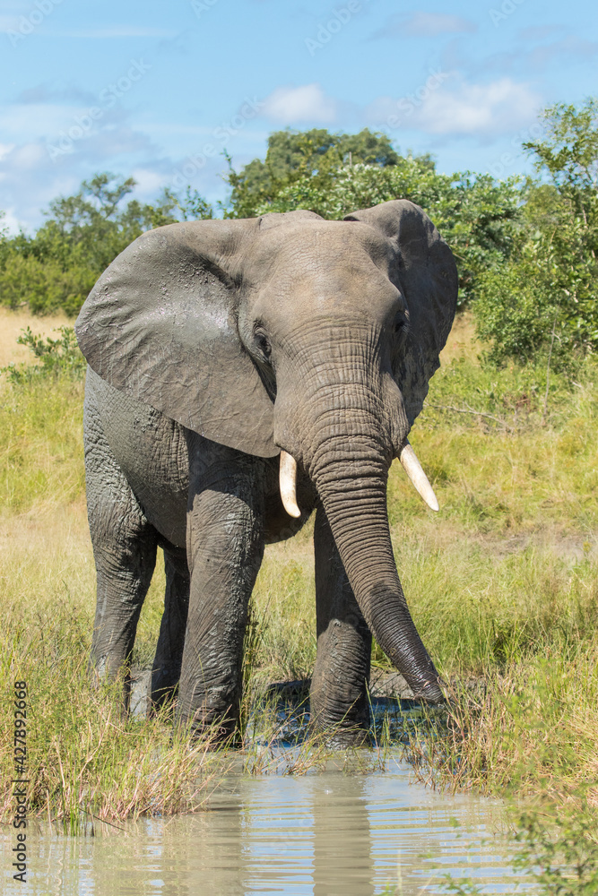 Fototapeta premium Beautiful African Elephant bull drinking from a small waterhole in the green landscape of Kruger National Park. 