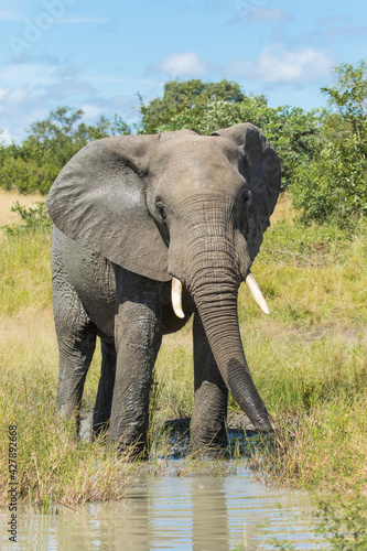 Beautiful African Elephant bull drinking from a small waterhole in the green landscape of Kruger National Park. 