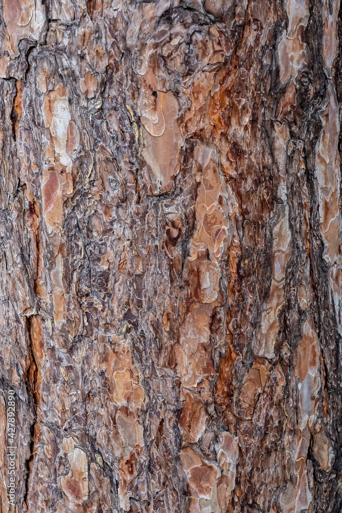 Close up texture of brown cracked bark of white pine in the forest, coniferous pine tree Scots pine, Pinus sylvestris. Abstract natural background, wooden pattern with worm beige orange reddish color. Close up texture of brown cracked bark of white pine in the forest, coniferous pine tree Scots pine, Pinus sylvestris. Abstract natural background, wooden pattern with worm beige orange reddish color.
