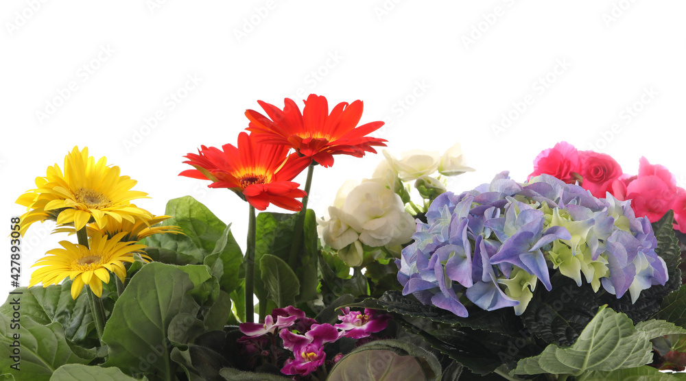 Many beautiful colorful flowers on white background Many beautiful colorful flowers on white background