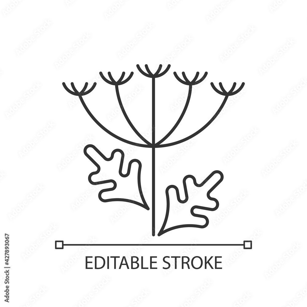 Queen Annes lace linear icon. Blooming wildflower. Wild carrot flower. Pollen allergen. Thin line customizable illustration. Contour symbol. Vector isolated outline drawing. Editable stroke Queen Annes lace linear icon. Blooming wildflower. Wild carrot flower. Pollen allergen. Thin line customizable illustration. Contour symbol. Vector isolated outline drawing. Editable stroke
