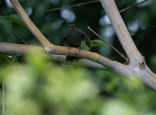 Gray Catbird perched on a tree branch