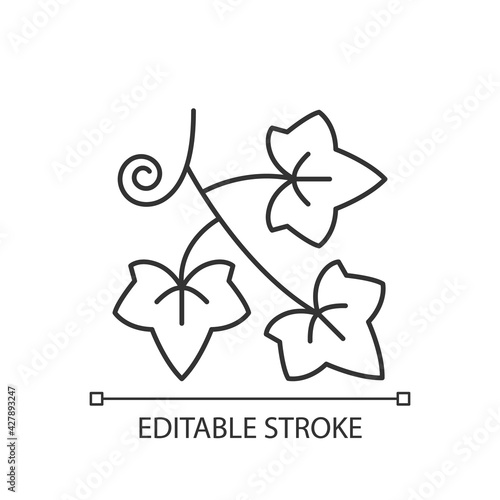 English ivy linear icon. Hedera helix, vine. Crawling flowering plant. Dangerous allergen. Thin line customizable illustration. Contour symbol. Vector isolated outline drawing. Editable stroke
